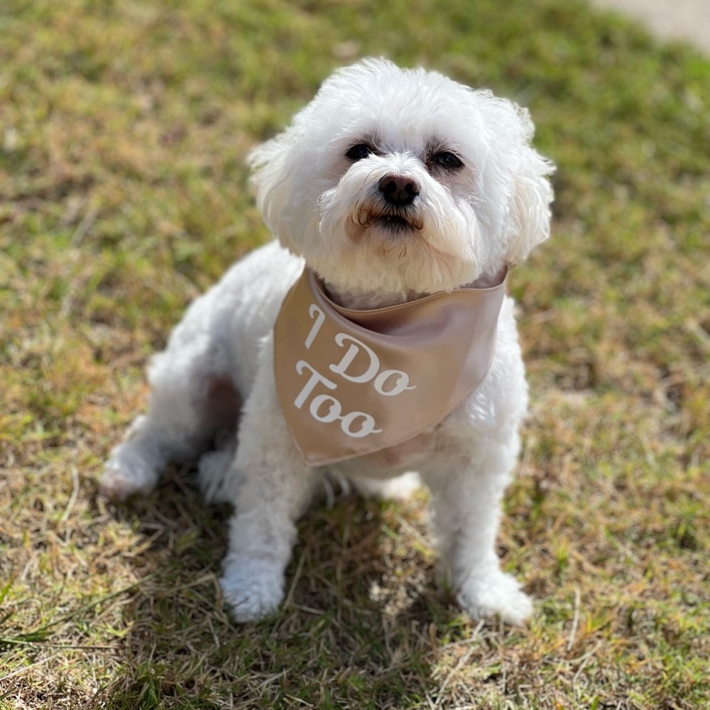 Dog/cat of honor wedding pet bandana. I do Too